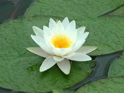 宮頸炎和宮頸糜爛的區別是什么