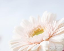 外陰瘙癢 請勿自行診斷