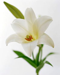 天津靜海宮頸糜爛治療需要多少錢